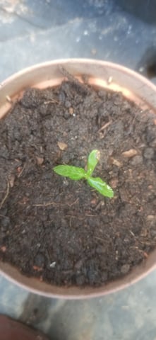 Prentwins — vegetative, day 13