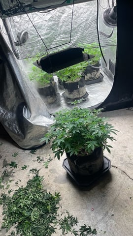 1st Ever Grow (GodFather OG) (Coco) — flower, day 88