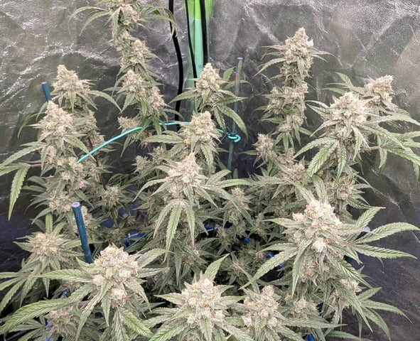 Mixed Grow — flower, day 89
