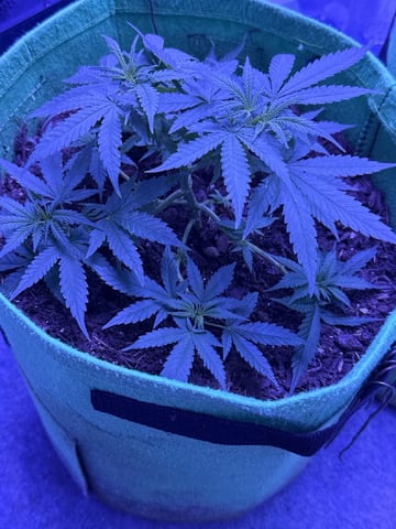 First time growing  — vegetative, day 14