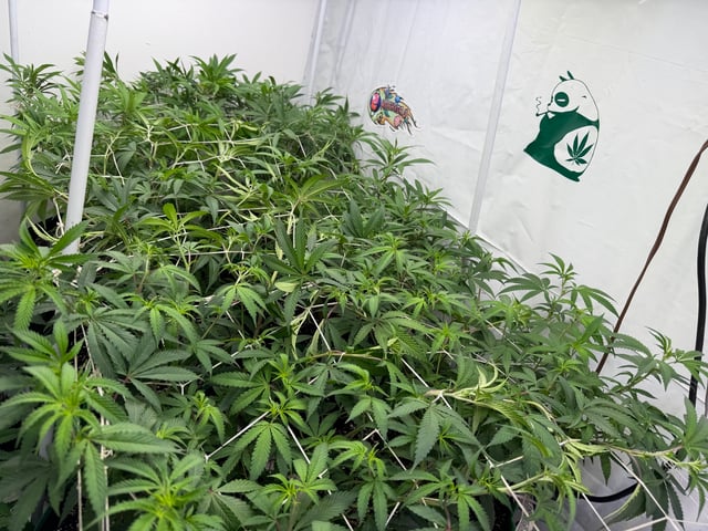 indoor tent  — flower, day 25