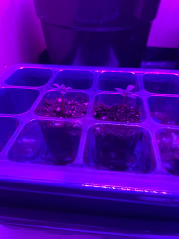 white runtz first grow  — vegetative, day 3