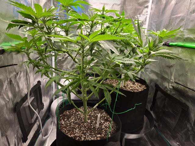 Banana Kush / Durban Poison / C99-Riddle OG — flower, day 44