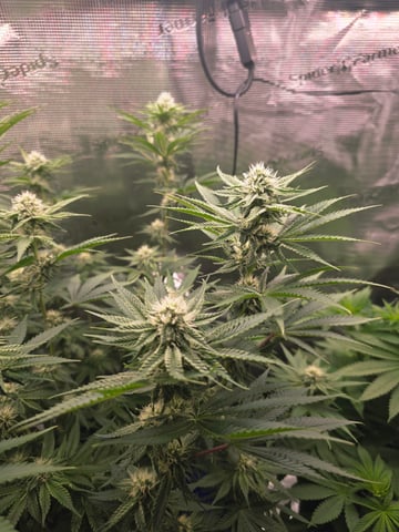 Northern lights #10 (Alaska) — flower, day 61