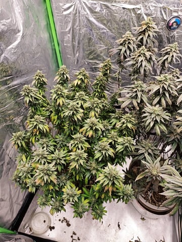 b45 and White widow  — flower, day 2