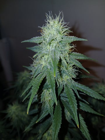 Lsd25, Dosido,GDP All Autos. — grow_setup, day 52