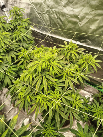 Operation Fire Fish Whistlin — vegetative, day 2