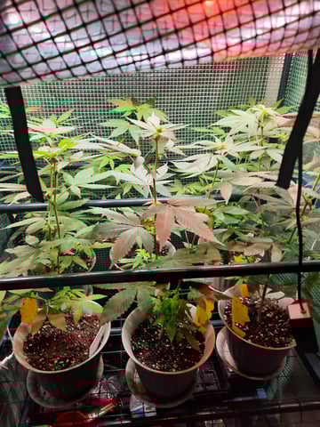 missing pieces — flower, day 72