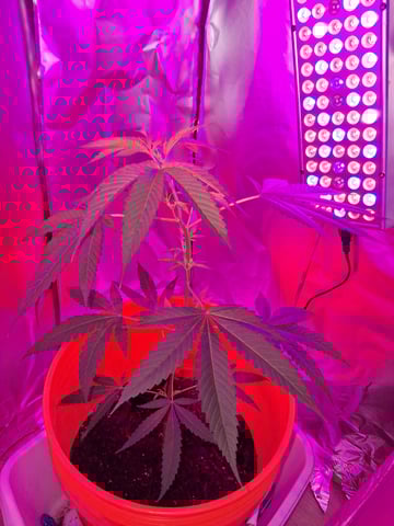 first grow  — vegetative, day 33