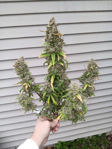 Lemon Cherry Gelato Closet Grow — flower, day 8