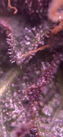 pineapple Express  — flower, day 27