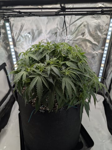 C99 CloneWars! — vegetative, day 24
