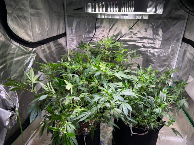 Green Gelato — flower, day 55