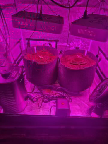 1st Ever Grow — seedling_rooting, day 18