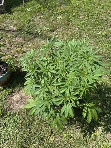 2026 Outdoor — vegetative, day 63