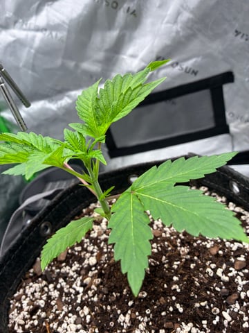 Comet Candy (Auto) 2026- 02 — vegetative, day 22