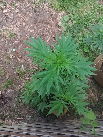 First Indoor Grow  — flower, day 60