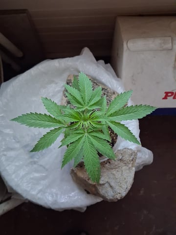 My First Grow — vegetative, day 53