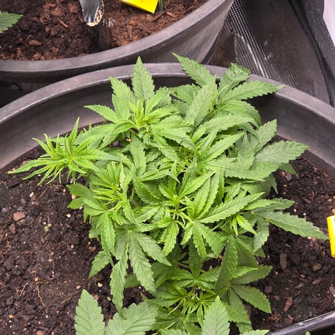 1st indoor grow 8 smaller plan t s — vegetative, day 35