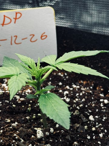 Frugal Farmer #1 — vegetative, day 16