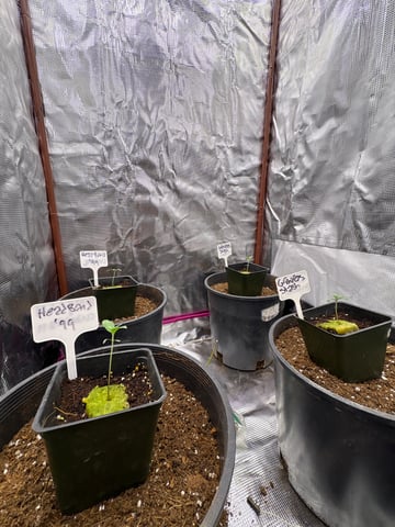 first grow in new 2x2 — germination, day 8