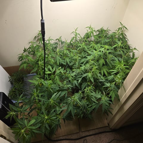 Blue Dream Clones — vegetative, day 25