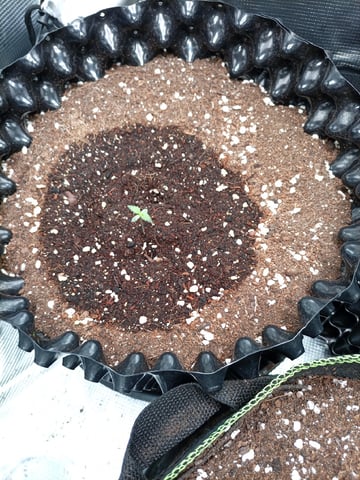 EastmidsMar2k26 — seedling_rooting, day 2