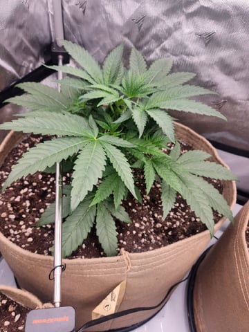 GROW 2. The Humboldt Four — vegetative, day 30