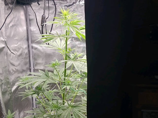 4th grow  — flower, day 166