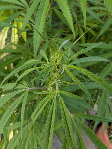 outdoor — flower, day 124