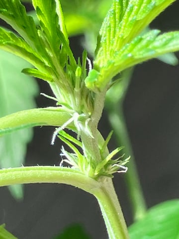 PeanutButter Cookies — flower, day 64