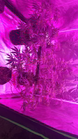 blueberry cupcake  — flower, day 70