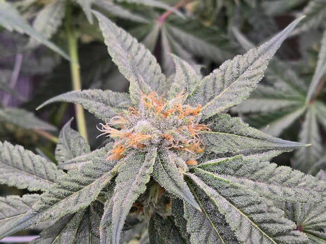 Grow #2 — flower, day 38