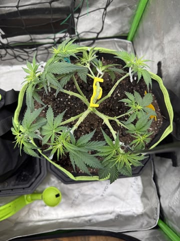 Midsummer Outdoor — vegetative, day 30