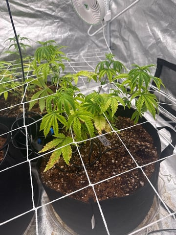 first indoor — vegetative, day 50