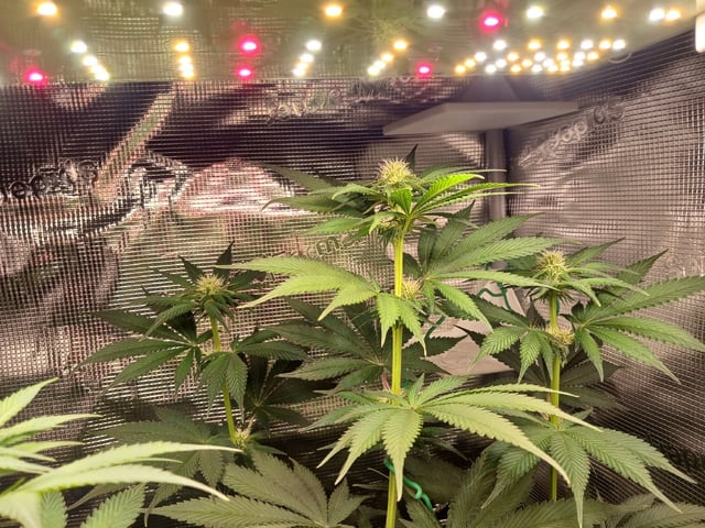 Gorilla Sherbert Feminized From Blimburn Seeds  — flower, day 54