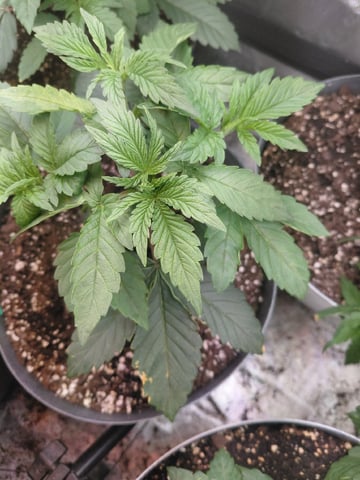 SUMMER 2026 — vegetative, day 27