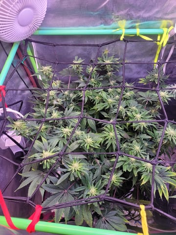 6th Grow — flower, day 68