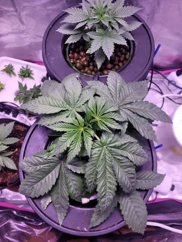 Clones And Hermie Seeds