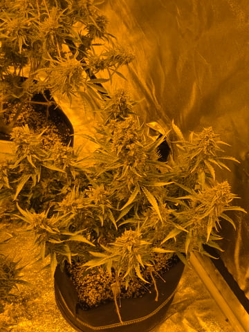 First Autoflower Indoor — flower, day 31