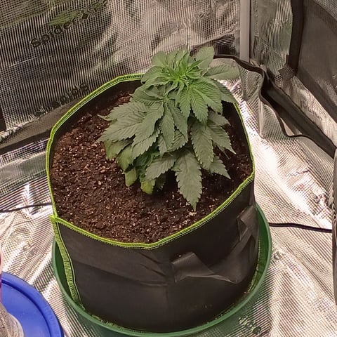 TentPlantLightFan — vegetative, day 36