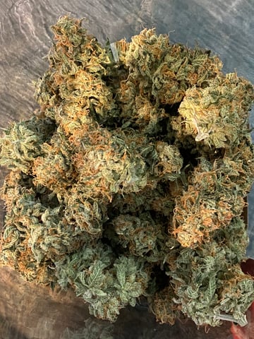 Amnesia Haze (First Ever Grow) — done, day 140