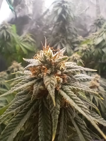 All Aboard!!! — flower, day 118