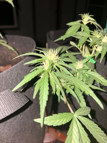 Northern Lights & Quick One  — vegetative, day 9