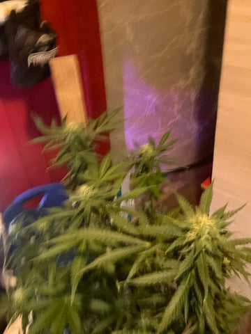 Auto variety  — harvest, day 70