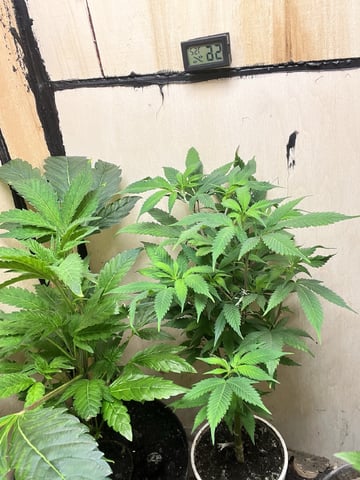 Cherry Pie clones (2nd run) — vegetative, day 96