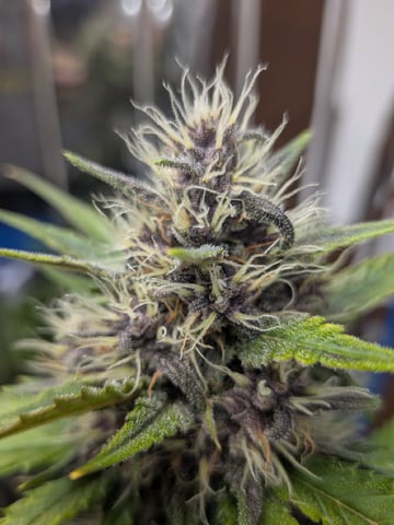 Mendo Frost / Gorilla Cookie / Banana Purple Punch 