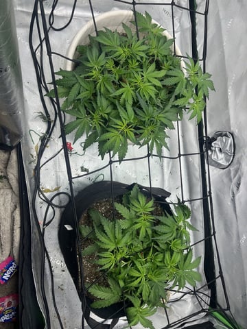 Autoskunk and OG Kush — vegetative, day 36
