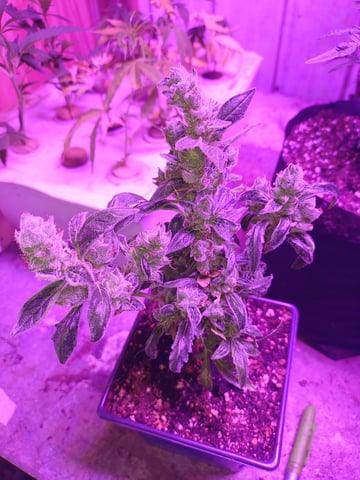 your a man now Doofy 