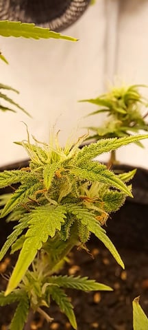 my_Grow_journey